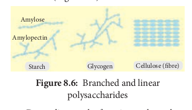  Branched and linear polysaccharides