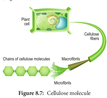  Structure of Chitin molecule