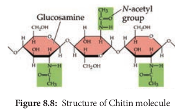 Structure of Chitin molecule