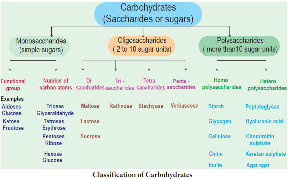 Classification of Carbohydratest