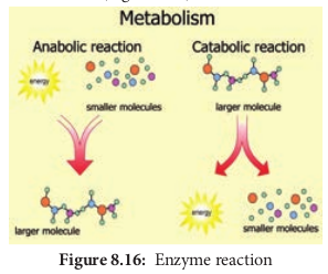 Enzyme reaction