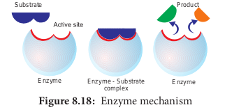 Enzyme mechanism