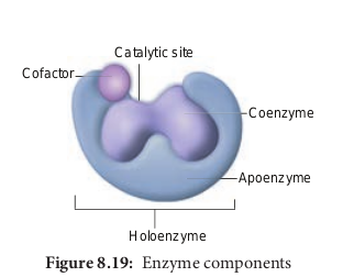 Enzyme components