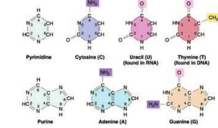 Structure of nucleic acid component