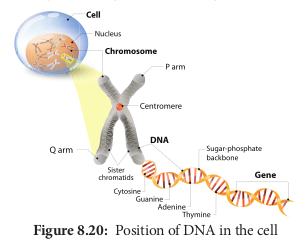 Position of DNA in the cell