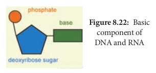 Basic component of DNA and RNA