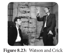 ! Watson and Crick