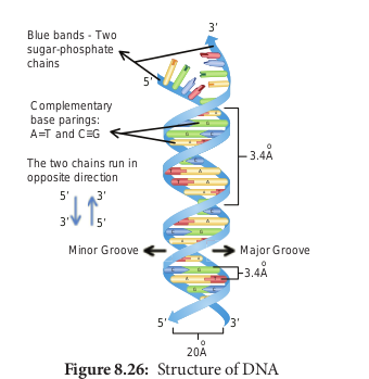 Structure of DNA