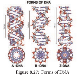 !Forms of DNA