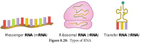 Types of RNA