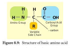 ! Structure of basic amino acid