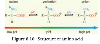 Structure of amino acid