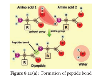 Formation of peptide bond