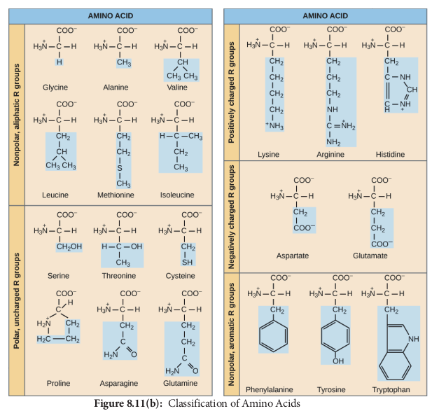 Classification of Amino Acids