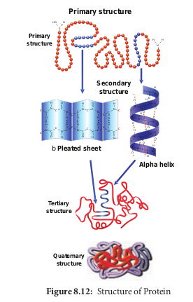 Structure of Protein