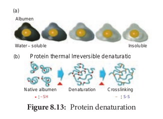 Protein denaturation