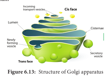  Structure of Golgi apparatus