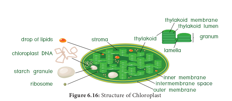  Structure of Ribosomes