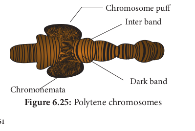  Polytene chromosomes