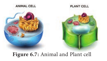  Animal and Plant cell