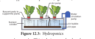 : Hydroponics