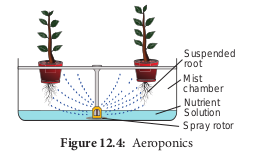  Aeroponics ## Nitrogen Fixation