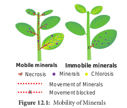  Mobility of Minerals