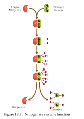  Nitrogenase enzyme function