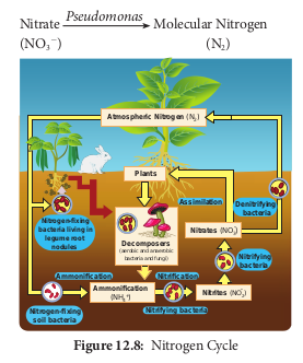 Nitrogen Cycle