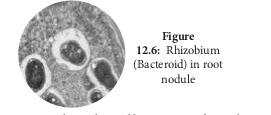  Rhizobium(Bacteroid) in root nodule