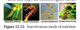  Insectivorous mode of nutrition