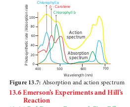  Absorption and action spectrum