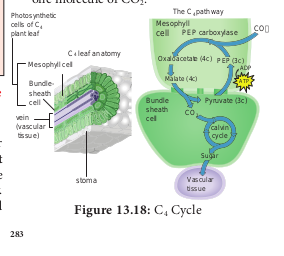  C4 Cycle