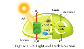  Light and Dark Reaction 