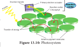  Photosystem