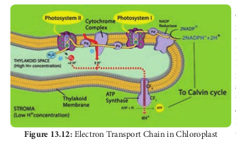 Electron Transport Chain in Chlo