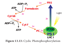  Cyclic Photophosphorylation