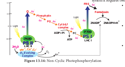  Non-Cyclic Photopho  