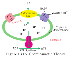  Chemiosmotic Theory