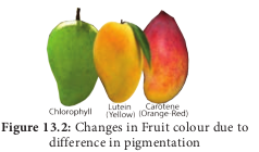  Changes in Fruit colour due to difference in pigmentation