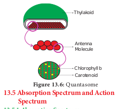  Quantasome 