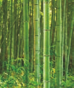 Bamboos