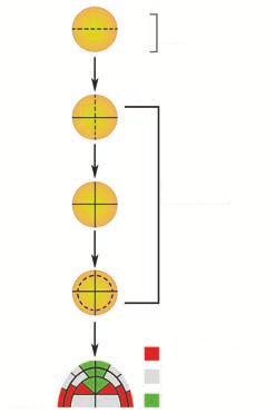 Arithmetic and geometric growth of embryo