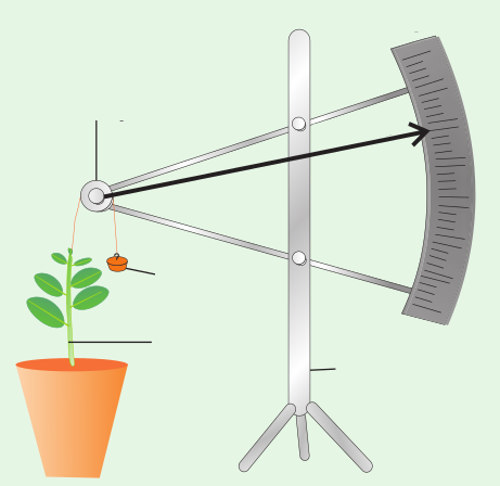 Arc auxanometer