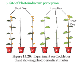  Experiment on Cocklebur plant showing photoperiodic stimulus