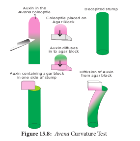  <em>Avena</em> Curvature Test