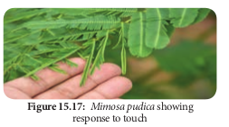  <em>Mimosa pudica</em> showing response to touch