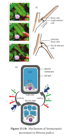  Mechanism of Seismonastic movement in <em>Mimosa pudica</em>