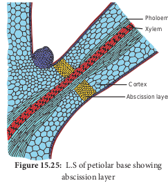  L.S of petiolar base showing abscission layer