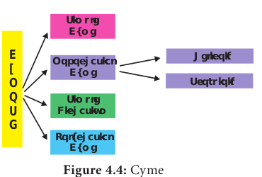  Cyme